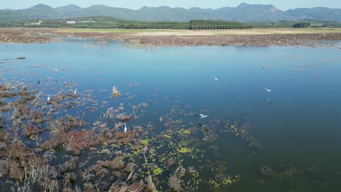 方冬天水域枯草湖泊湿地鸟类栖息