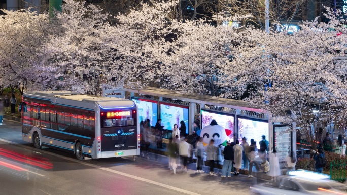 唯美樱花公交站延时车流