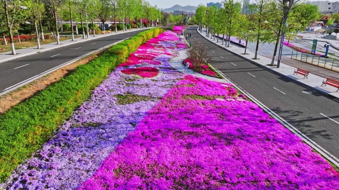 航拍-青岛世博园鲜花大道