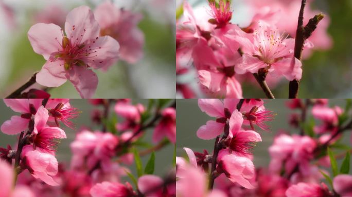 梦幻唯美粉色桃花花朵慢放清新逆光特写