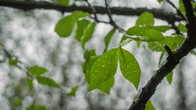 春天谷雨万物生长复苏春景AI