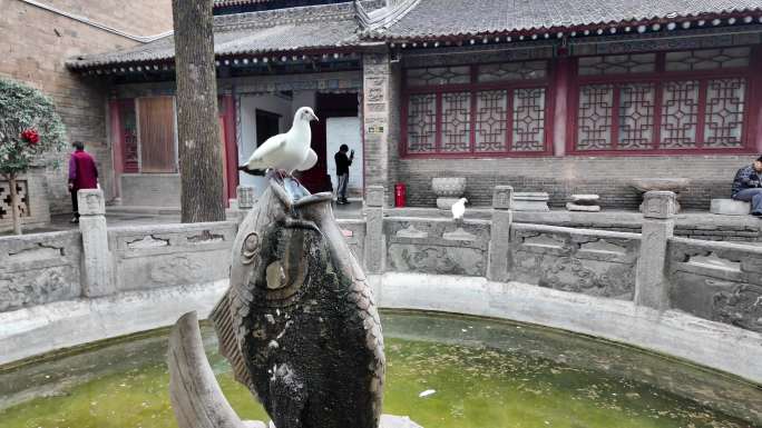 鸽子 白鸽 喝水 寺庙 慢动作