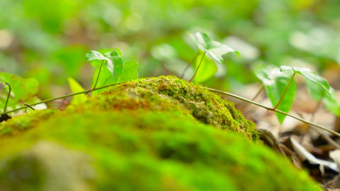 实拍4k绿色植物苔藓藤蔓唯美特写镜头