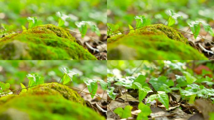 实拍4k绿色植物苔藓藤蔓唯美特写镜头