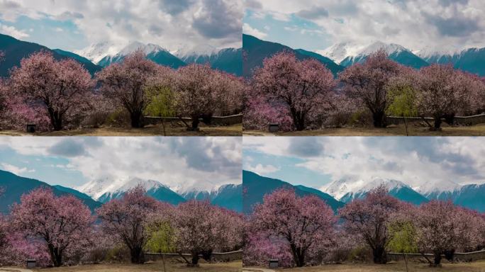 西藏林芝索松村桃花雪山延时