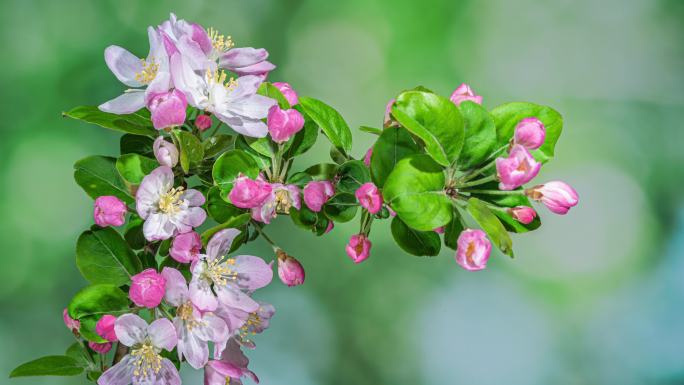 海棠 花开延时 开花瞬间