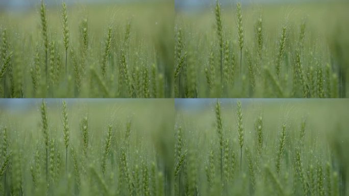 春天春雨麦地麦田麦芒麦穗特写露水露珠实拍