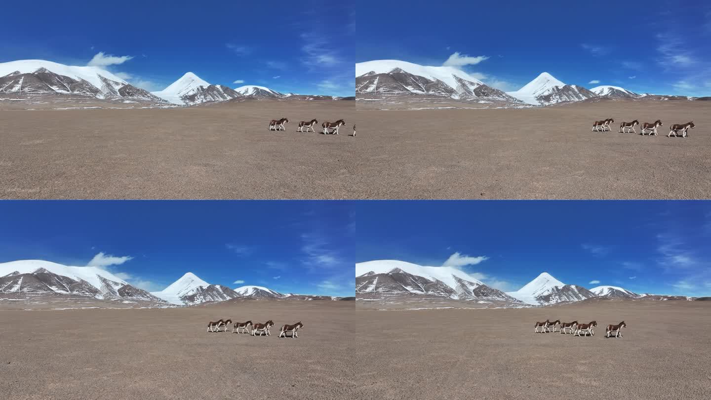 玉珠峰下奔跑的藏野驴