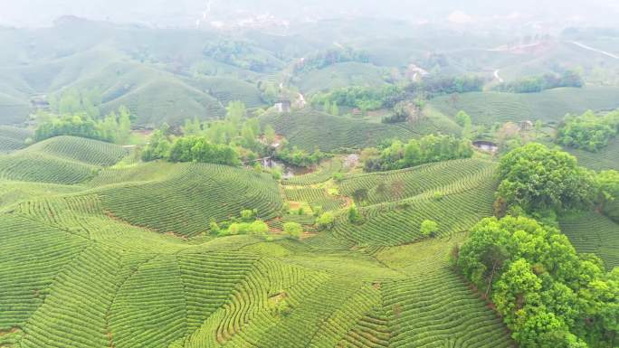 茶茶叶茶园采茶茶山