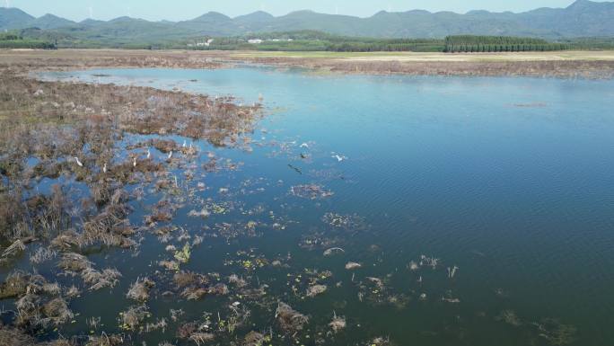 方冬天水域枯草湖泊湿地鸟类栖息