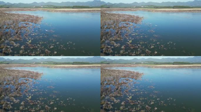 方冬天水域枯草湖泊湿地鸟类栖息