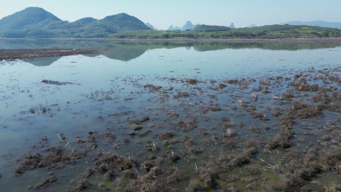 方冬天水域枯草湖泊湿地鸟类栖息