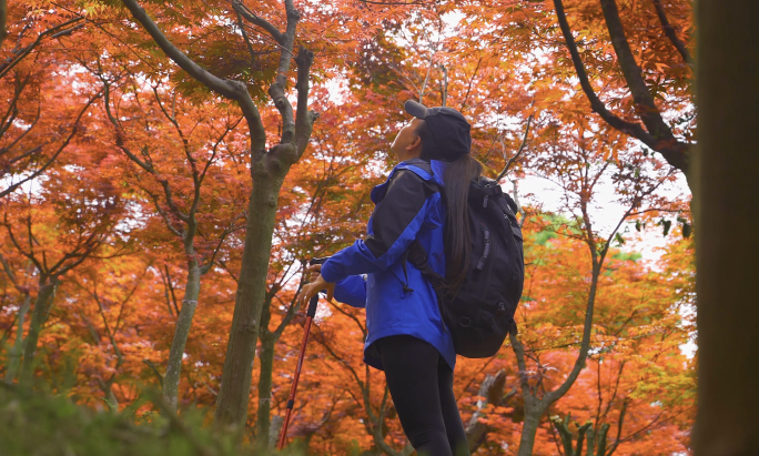 旅游徒步 女孩枫叶林徒步探索走近自然森林