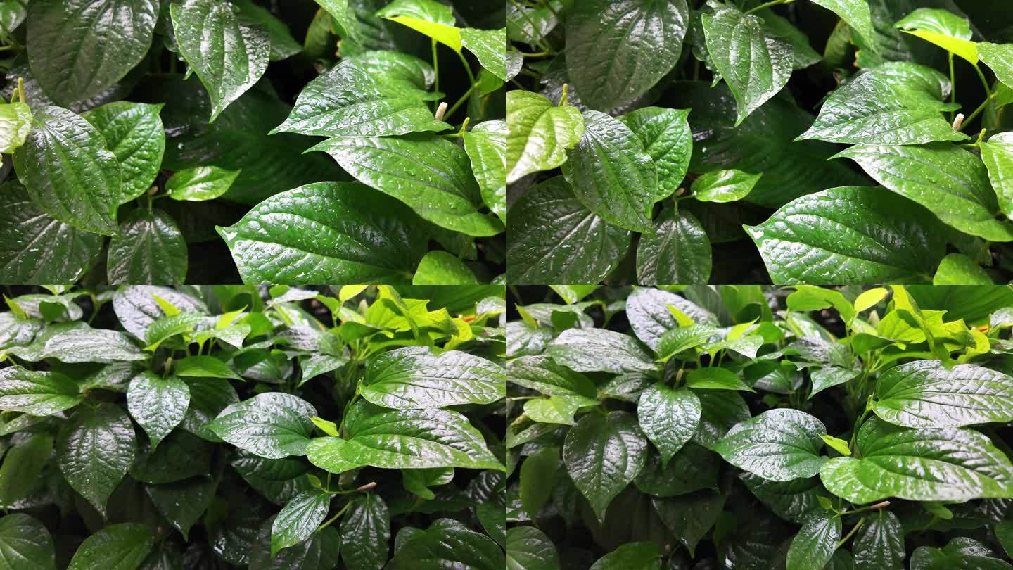 雨中绿叶丛：特写慢镜头下的自然之美