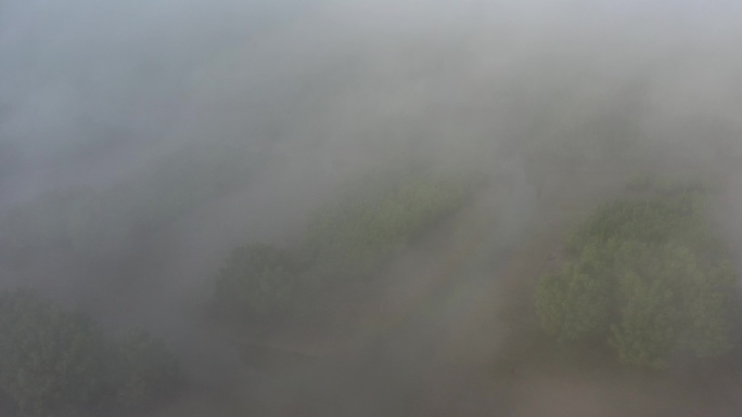 4K-Log-航拍平流雾中的东寨港红树林