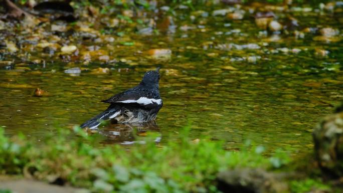 小鸟鹊鸲水池小溪河边洗澡梳理羽毛