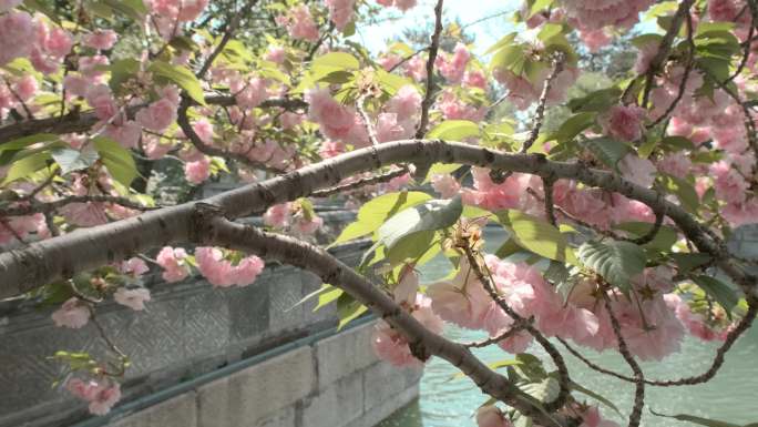北京颐和园水边樱花飘落落花