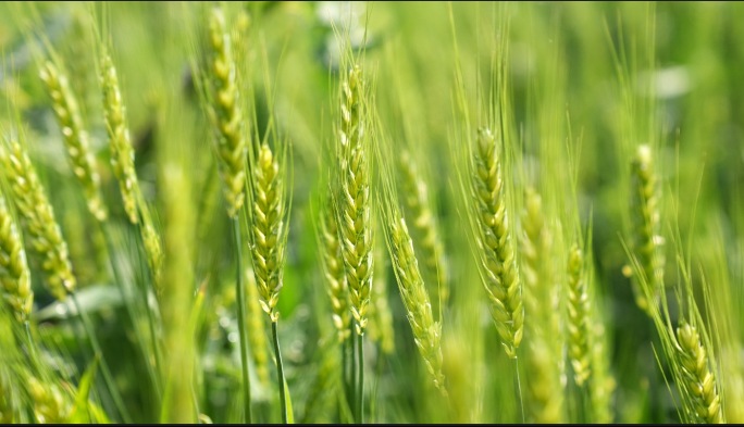 小麦 麦田 无人机打农药