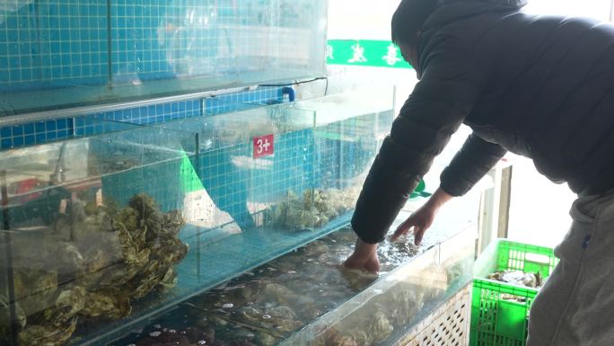 海鲜鲍鱼分类入缸养殖新鲜生蚝养护产业分拣
