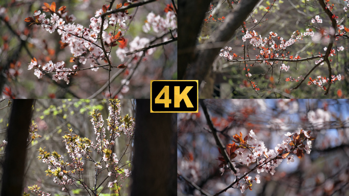 一组紫叶李开花了实拍视频4K