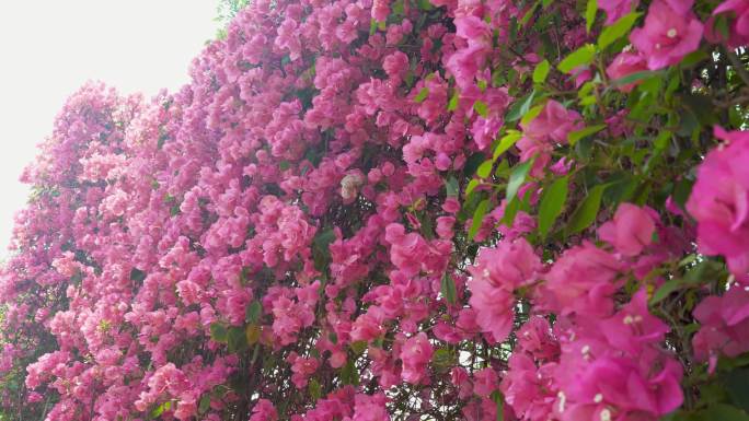 三角梅花墙，叶子花