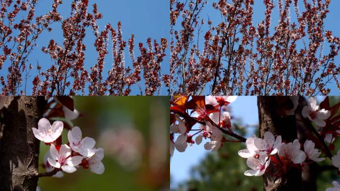 紫叶李 紫叶李花 花团锦簇