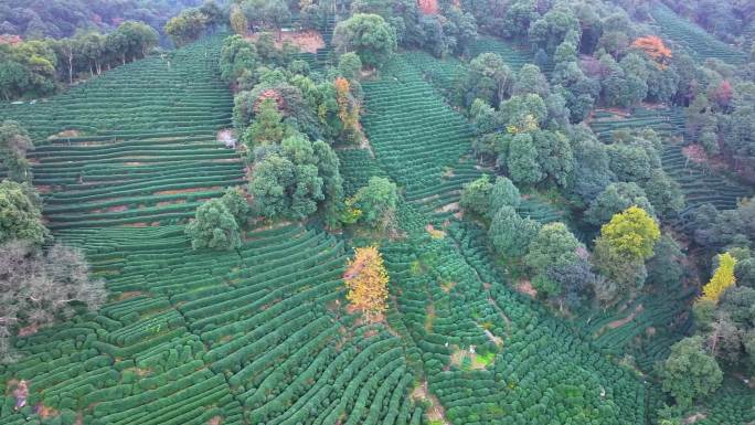 唯美杭州西湖龙井茶文化景区航拍茶园地茶叶