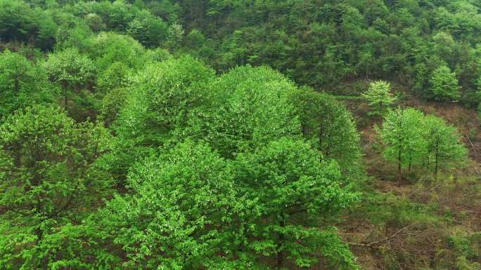 珙桐树鸽子花植物活化石