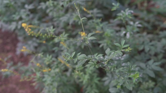 中药材种植大棚药材基地