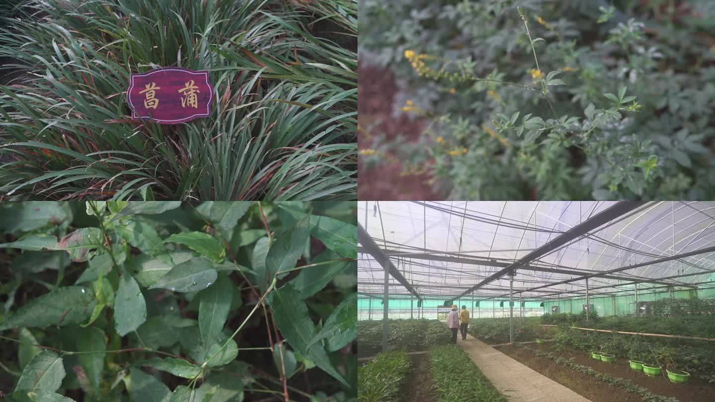 中药材种植大棚药材基地