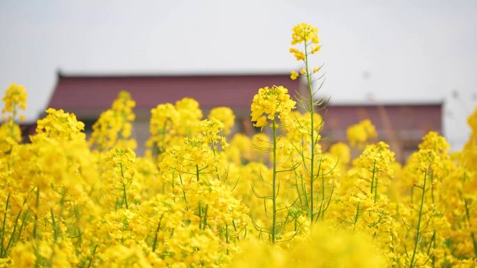 花海