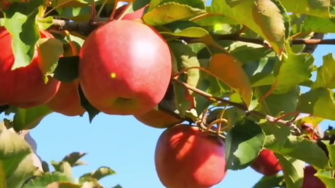 沉甸甸的果实丰收果园采摘果树果农石榴苹果