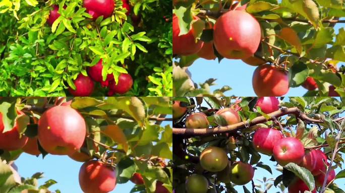 沉甸甸的果实丰收果园采摘果树果农石榴苹果