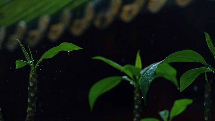 春雨特写