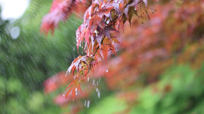 下雨天挂着雨滴随风摇曳的红枫特写竖屏