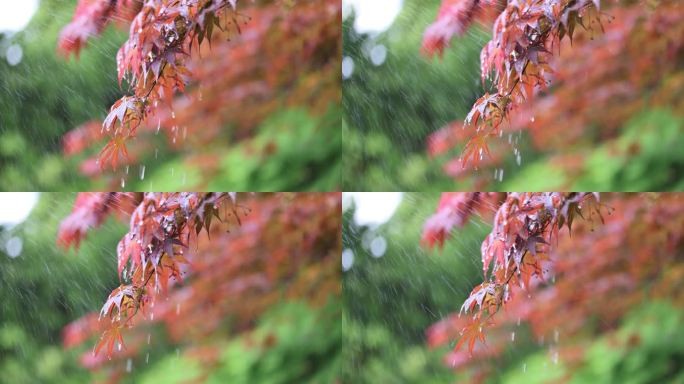 下雨天挂着雨滴随风摇曳的红枫特写竖屏