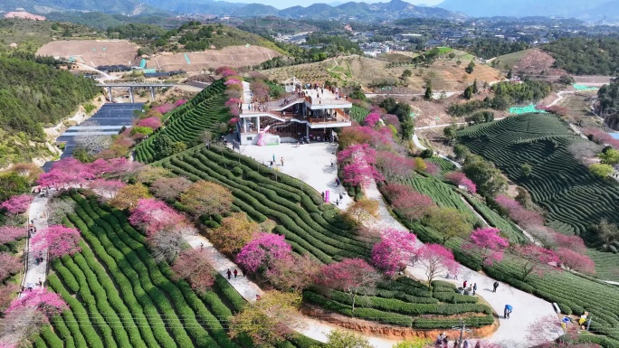 福建龙岩永福樱花园航拍