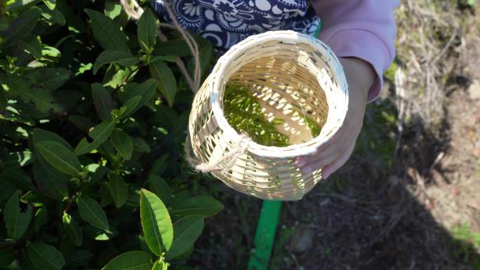 阳光女孩采茶茶园绿茶春茶炒茶洞庭碧螺春