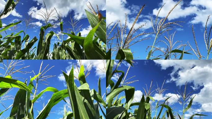庄稼玉米地苞米地农作物 蓝天白云下的农场
