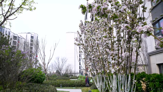 春天里小区樱花盛开环境展示