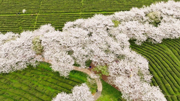 凤凰沟樱花10