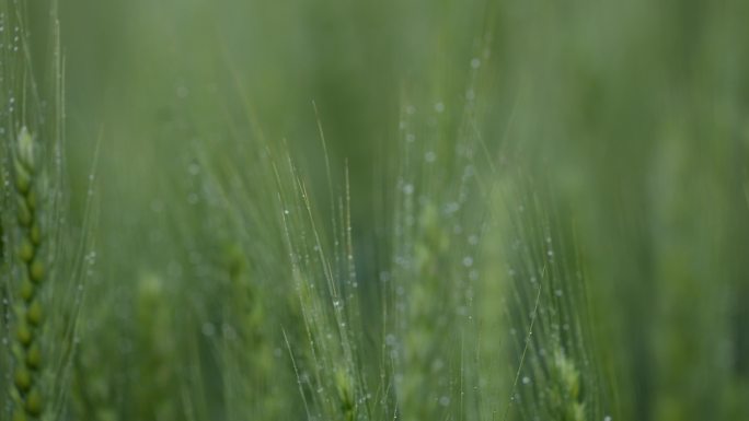 春天雨天麦地麦田麦穗麦芒特写露水水珠清新