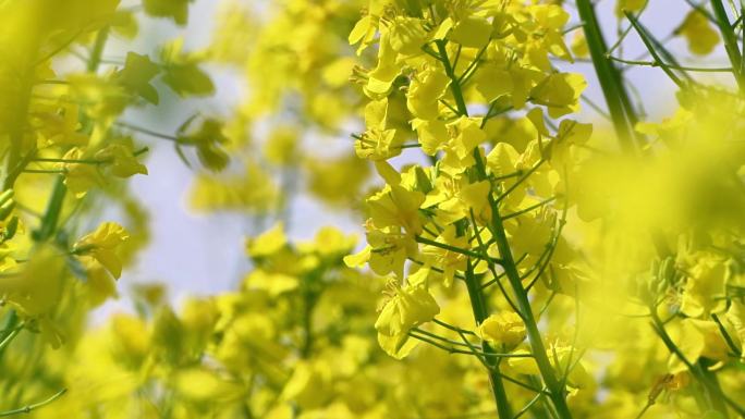 农村乡镇金黄油菜花田阳光花瓣飘落微缩采蜜