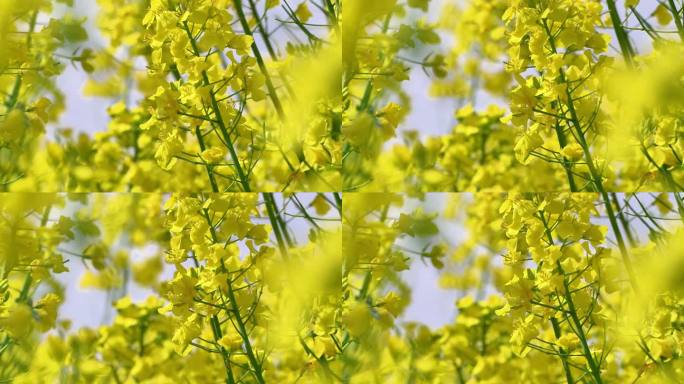 农村乡镇金黄油菜花田阳光花瓣飘落微缩采蜜