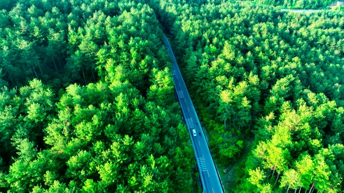 穿过森林的公路