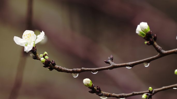 春雨连绵谷雨雨水滋润万物发芽开花谷雨