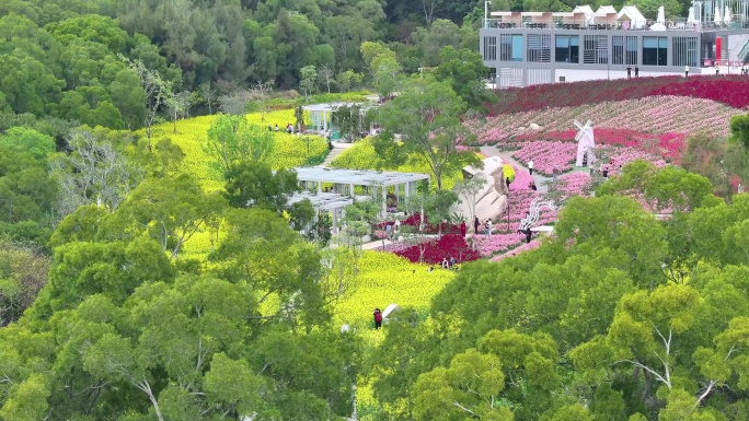 厦门东坪山梅海花台油菜花航拍-2