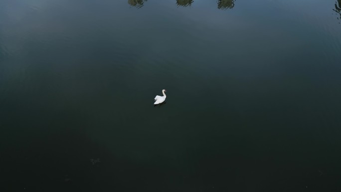一只孤独的天鹅在游泳