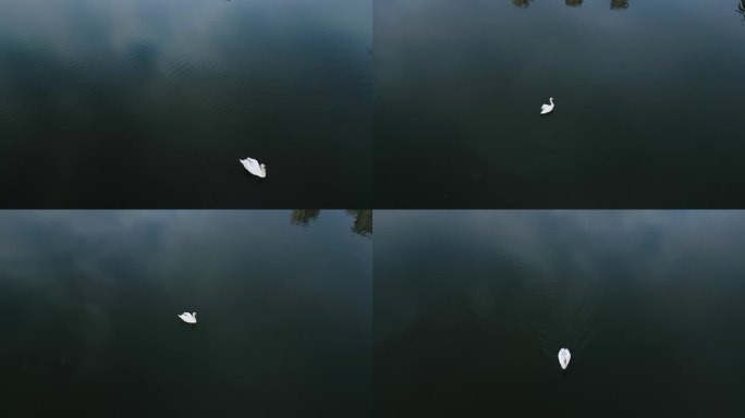 一只孤独的天鹅在游泳