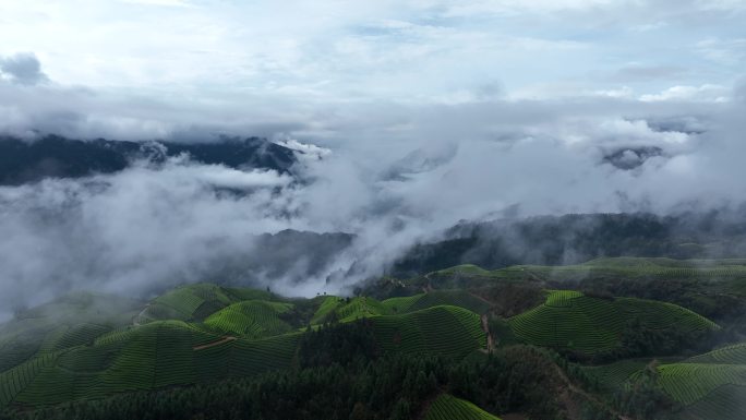 湖北恩施鹤峰木耳山茶园